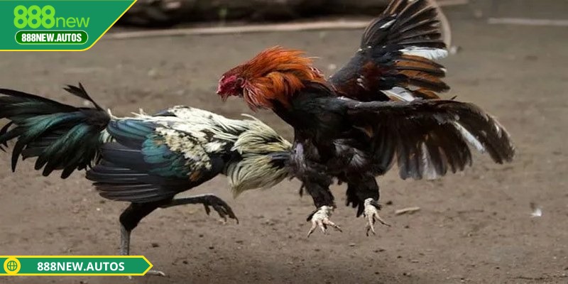 Trải nghiệm đá gà tại nền tảng chân thực, đặc sắc