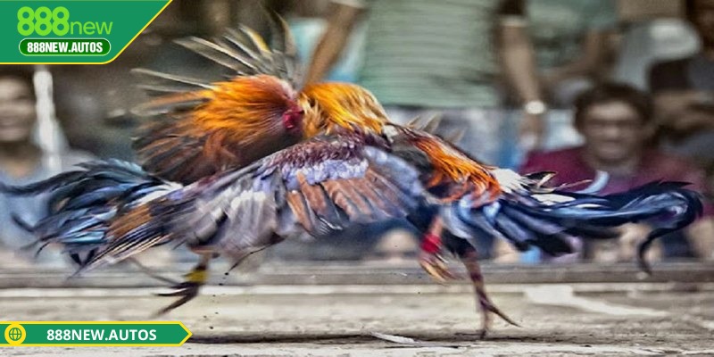 Kê sư hoàn toàn an tâm khi tham gia đầu tư